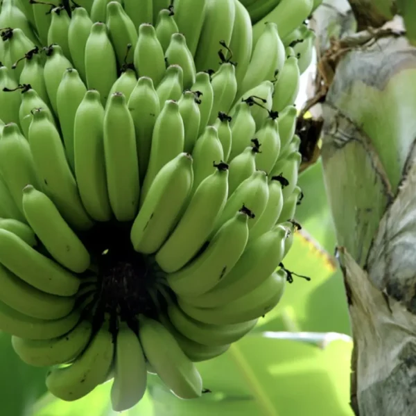 Captura de Tela 2024-03-21 às 12.56.54 Captura de Tela 2024-03-21 às 12.56.54