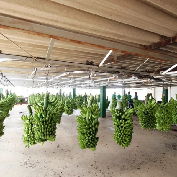 dinamica-precos-banana-estrategias-brasil.jpg dinamica-precos-banana-estrategias-brasil.jpg